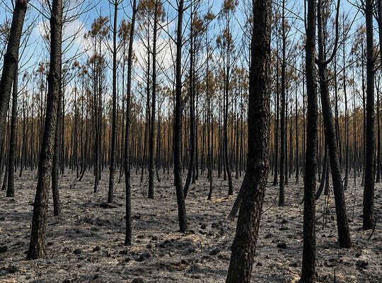 Forêts de pins après les incendies