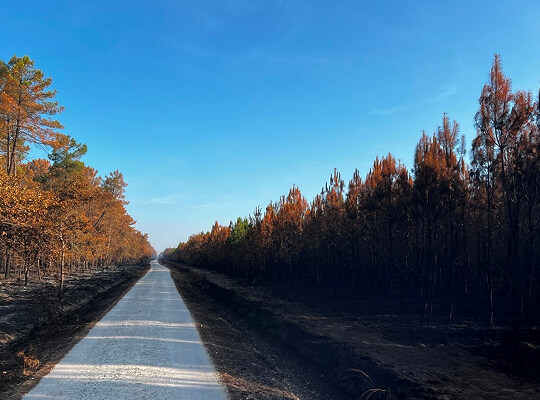 Forêts de pins après les incendies
